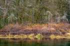 Washington State-Hood Canal Forest reflects in canal Art Print